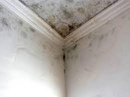 Best Attic Mold Removal  in Bay City, MI